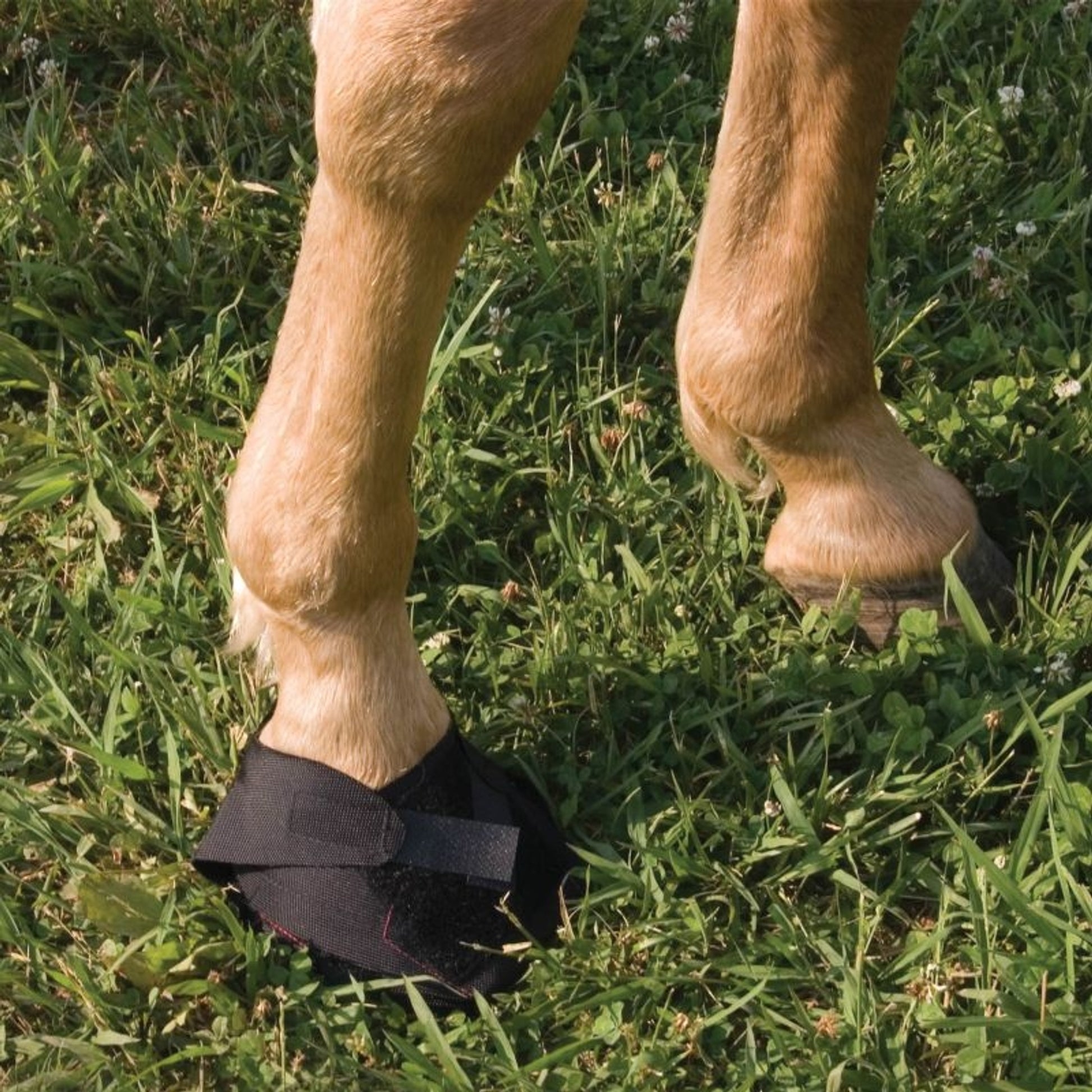 Hoof Wraps Brand Bandage
