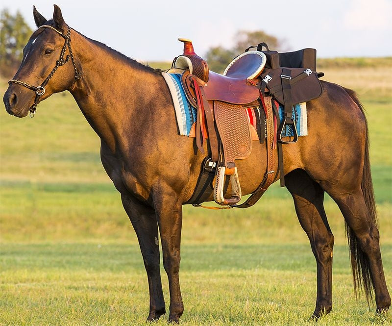 Mustang Ride with Me Seat with Stirrups
