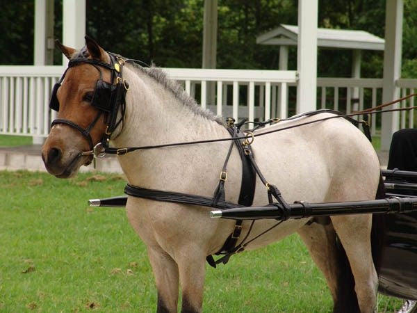 Ozark Mini/Pony Show Harness