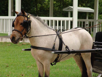 Ozark Mini/Pony Show Harness