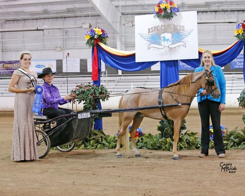Ozark Mini/Pony Show Harness