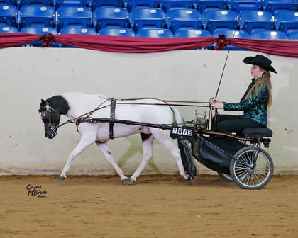 Ozark Min/Pony Western Show Harness