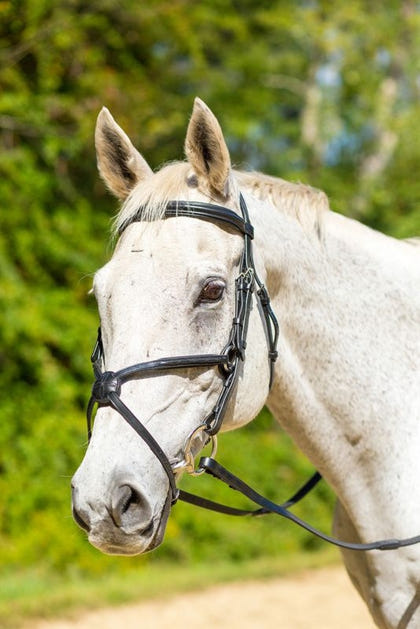 Shires Avignon Woodside Bridle
