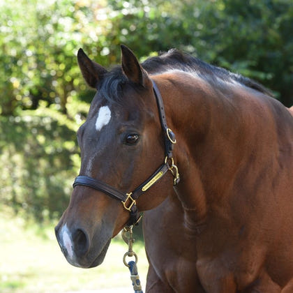 Perri's Personalized Padded Leather Halter