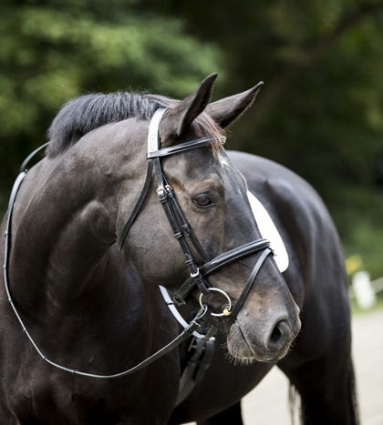 DaVinci Raise Comfort Dressage Bridle/Flash