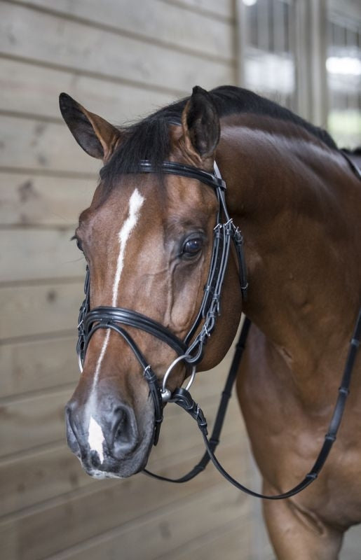 DaVinci Raised Pad Dressage Bridle/Flash