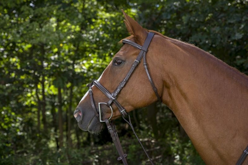 DaVinci Raise Event/Drsge Combo Bridle