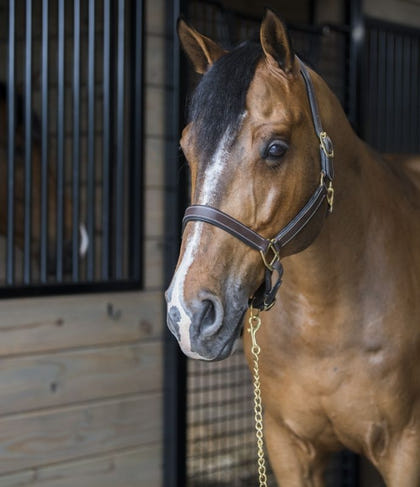 Gatsby Fully Adjust Padded Leather Halter