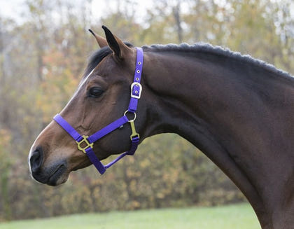 Gatsby Classic Nylon Halter/Snap