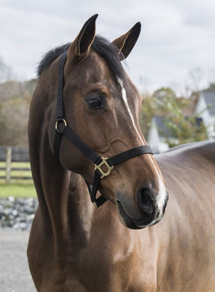 Gatsby Classic Nylon Halter/Snap