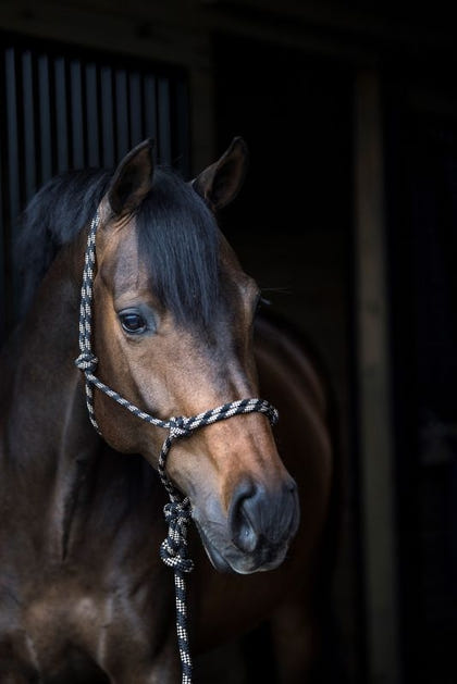 Gatsby Cowboy Rope Halter with Lead