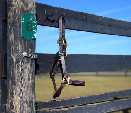 Gatsby Premium Adj Triple Stitched Halter