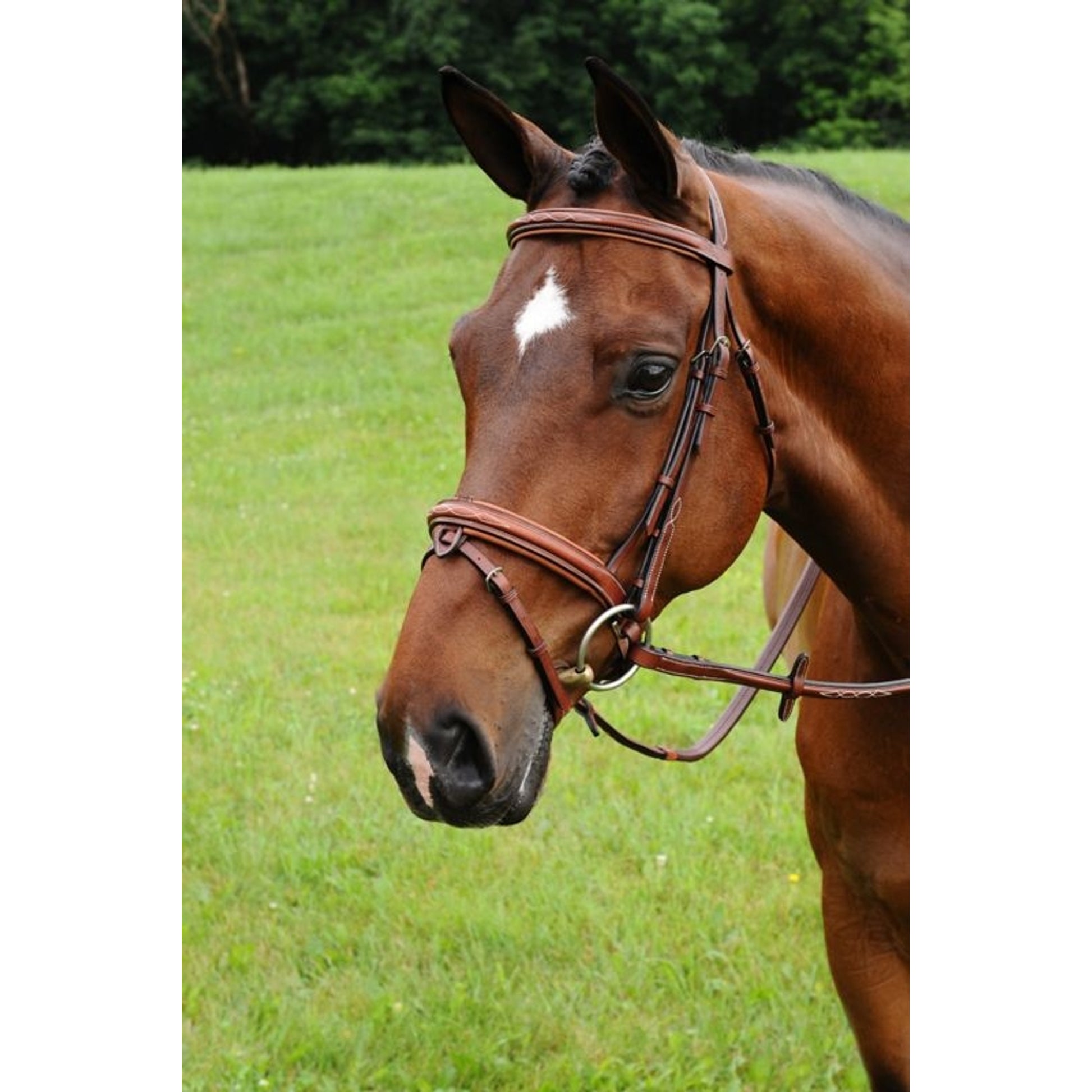 Arc de Triomphe Starman Bridle