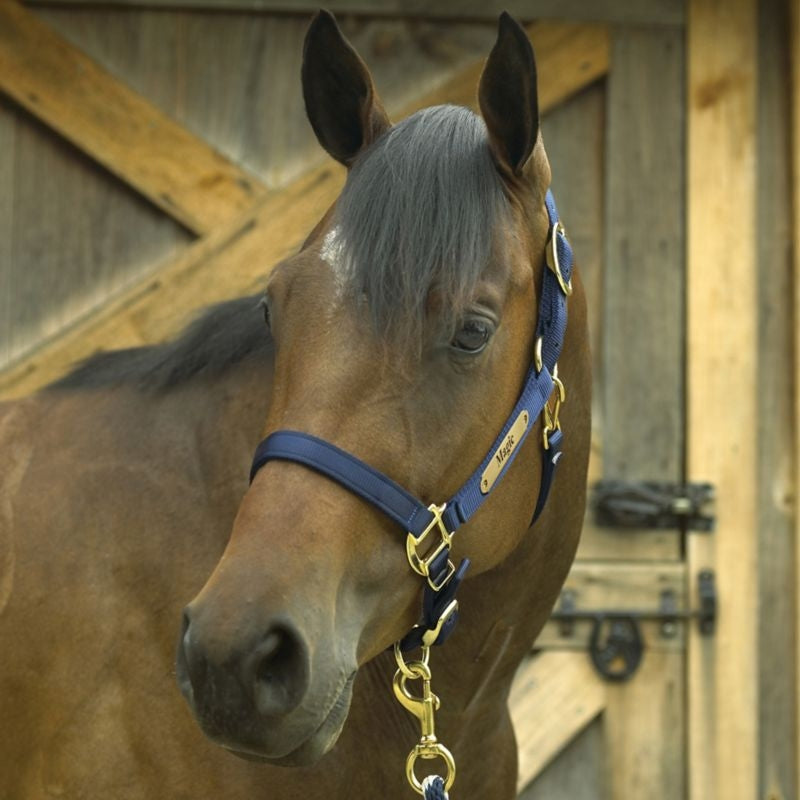 Perri's Personalized Nylon Super Halter