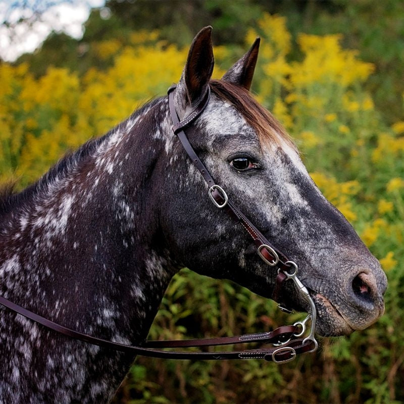 Tory TPP One Ear Headstall with Buckle Ends
