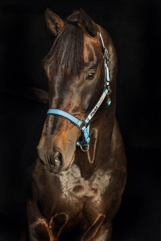 Rambo FIELDSAFE Safety Halter