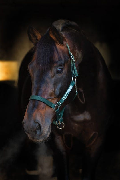 Rambo FIELDSAFE Safety Halter