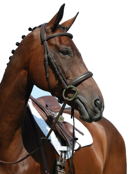 Collegiate Syntovia Cavesson Bridle