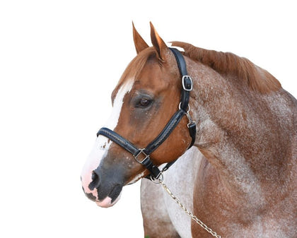 Perris Chevron Bling Halter