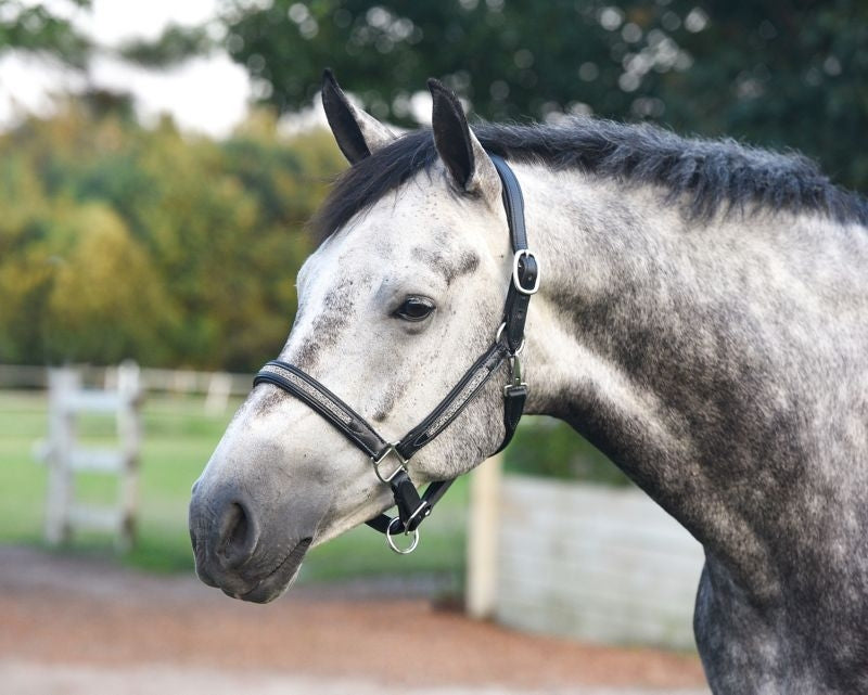 Perris Silver Bling Padded Halter