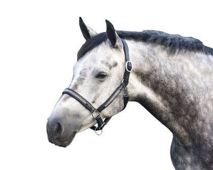 Perris Silver Bling Padded Halter