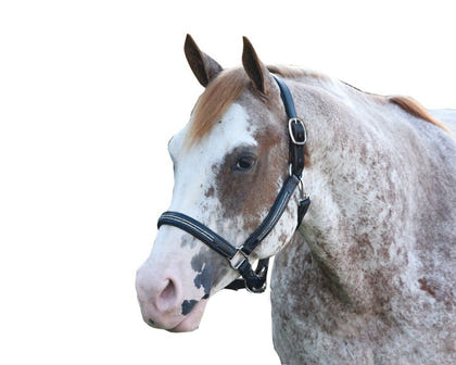 Perris Multi Bling Padded Halter