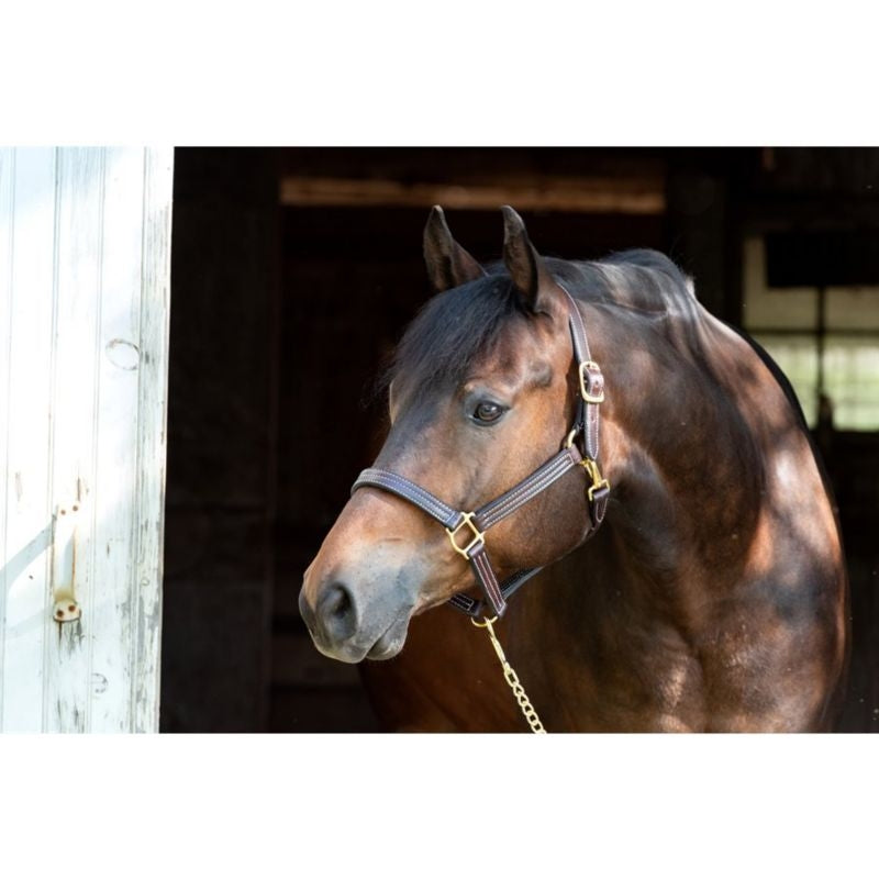 Perris Professional Show Halter