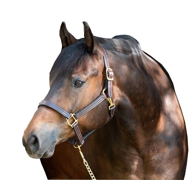 Perris Professional Show Halter