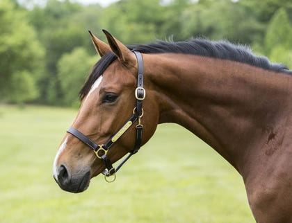 Gatsby Engraved Leather Halter with Snap