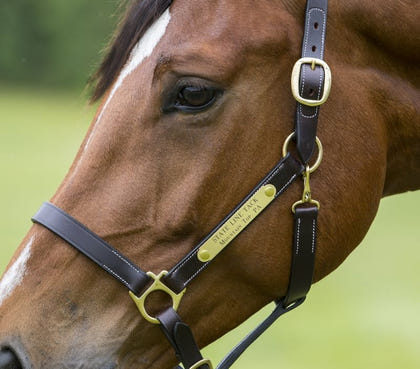 Gatsby Engraved Leather Halter with Snap