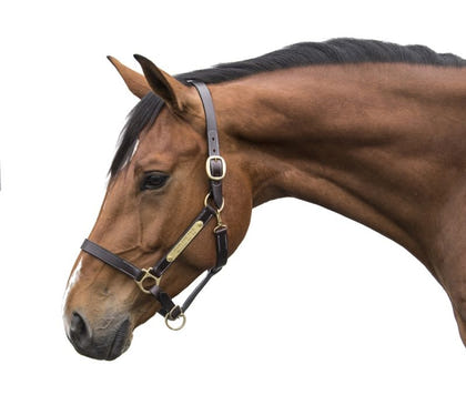 Gatsby Engraved Leather Halter with Snap