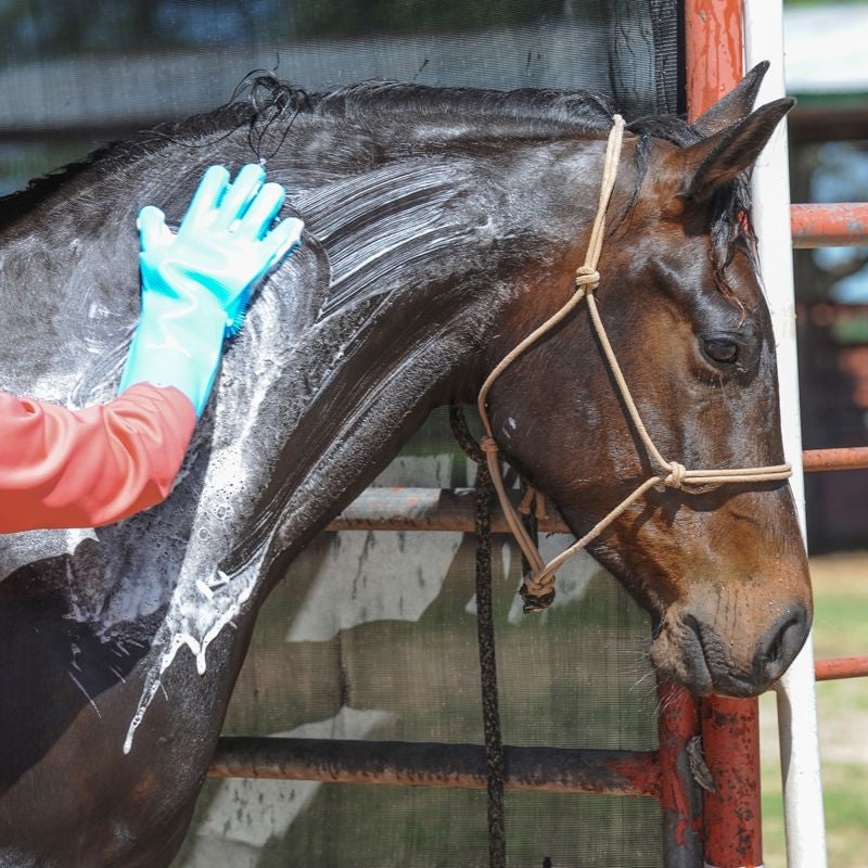 Classic Equine Grooming Wash Gloves