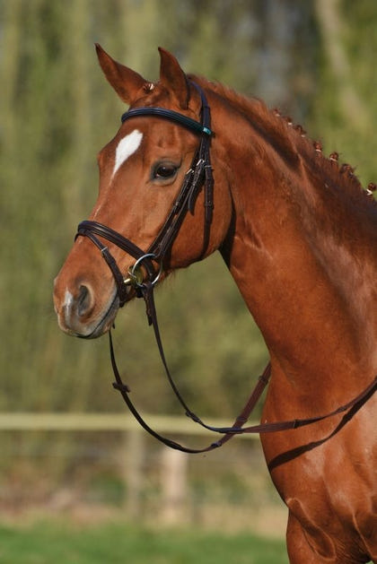 Stubben RFS Leitrim Bridle