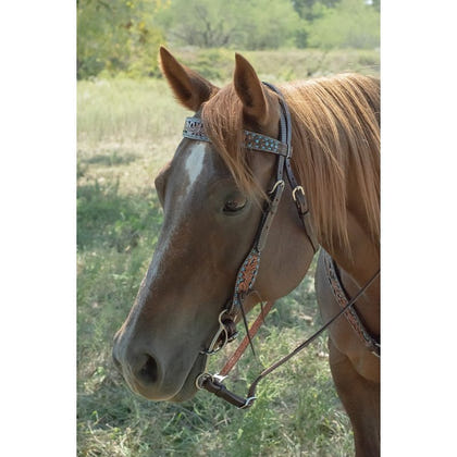 Circle Y Bronco Blue TX Flower Browband Headstall