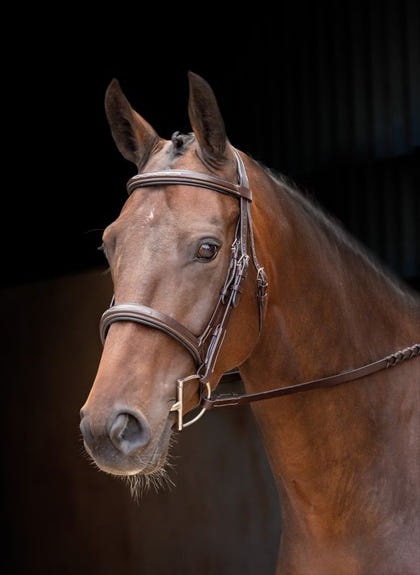 Velociti Padded Raised Flash Bridle