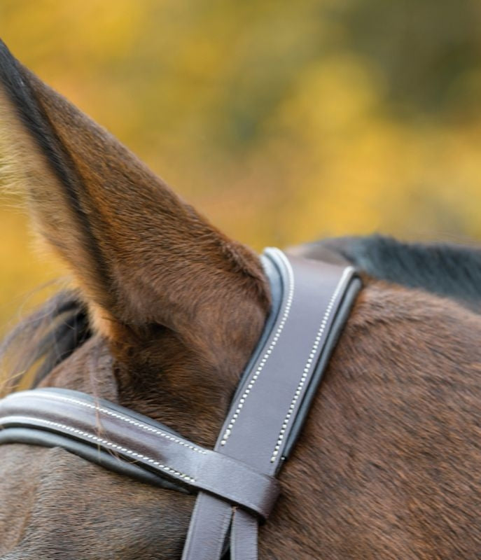 Shires Avignon Ocala Bridle