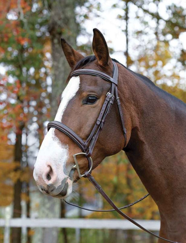 Shires Avignon Ocala Bridle