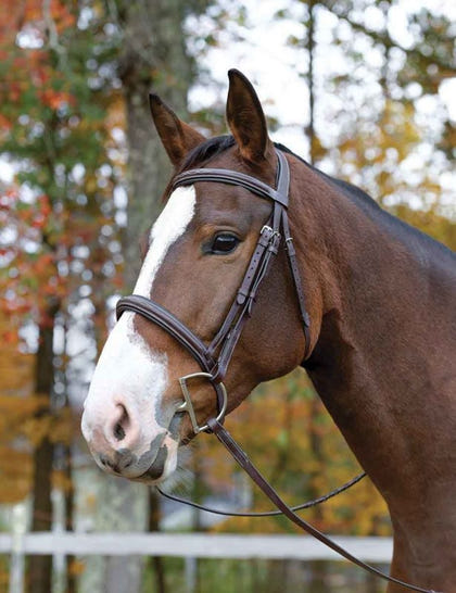 Shires Avignon Ocala Bridle