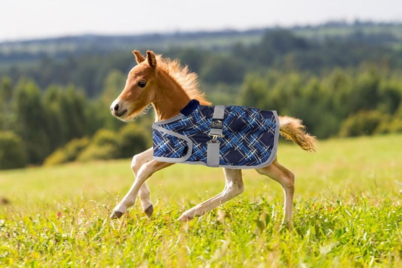Ozark Mini Adjustable Foal Blanket