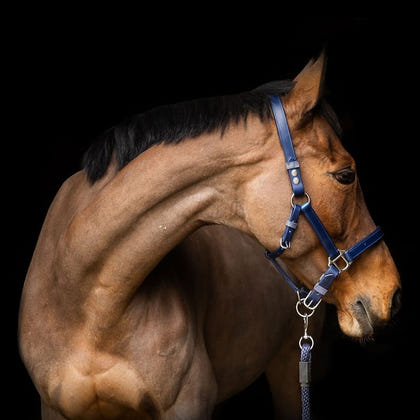 Equilibrium Stellar Safety Head Collar