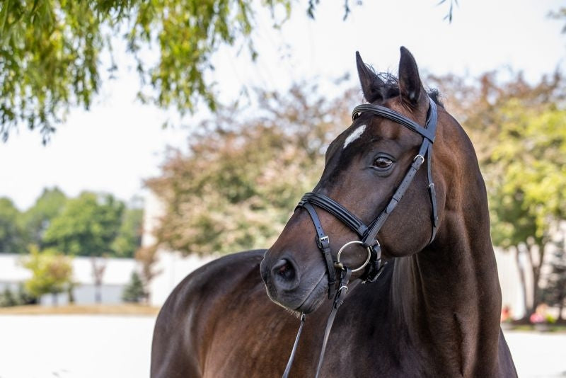Vespucci Double Raised Snaffle Bridle