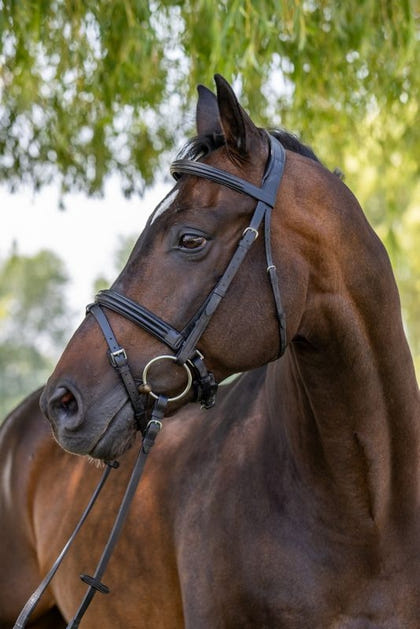 Vespucci Double Raised Snaffle Bridle