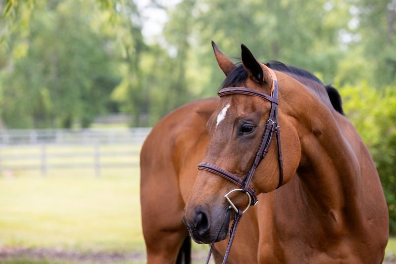Vespucci Fancy Raised Hunter Bridle