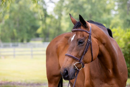 Vespucci Fancy Raised Hunter Bridle