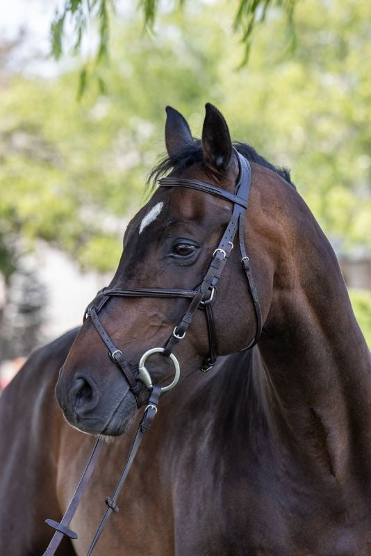 Vespucci Raised Figure 8 Bridle