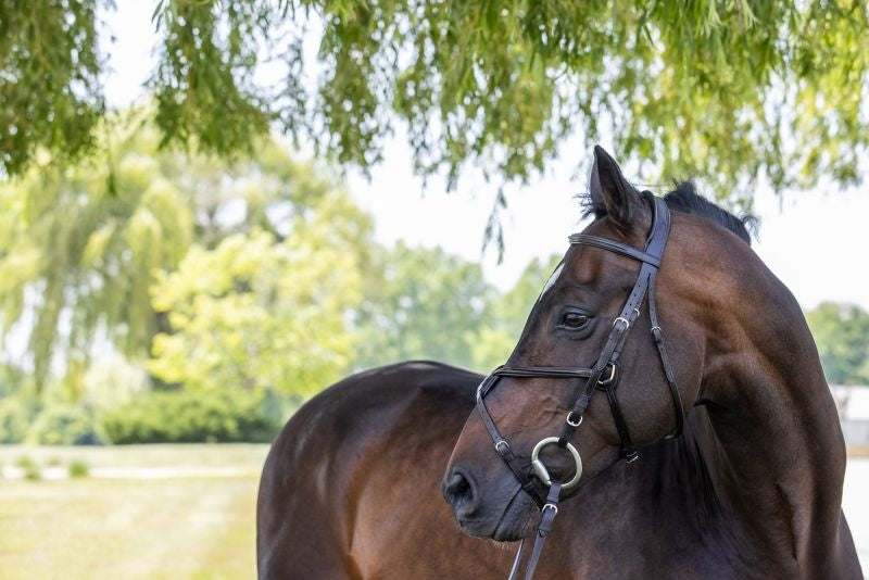 Vespucci Raised Figure 8 Bridle