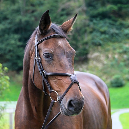 Vespucci Raised Figure 8 Bridle
