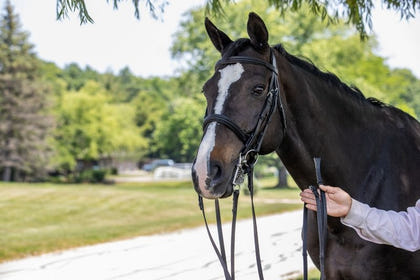 Vespucci Double Raised Weymouth Bridle