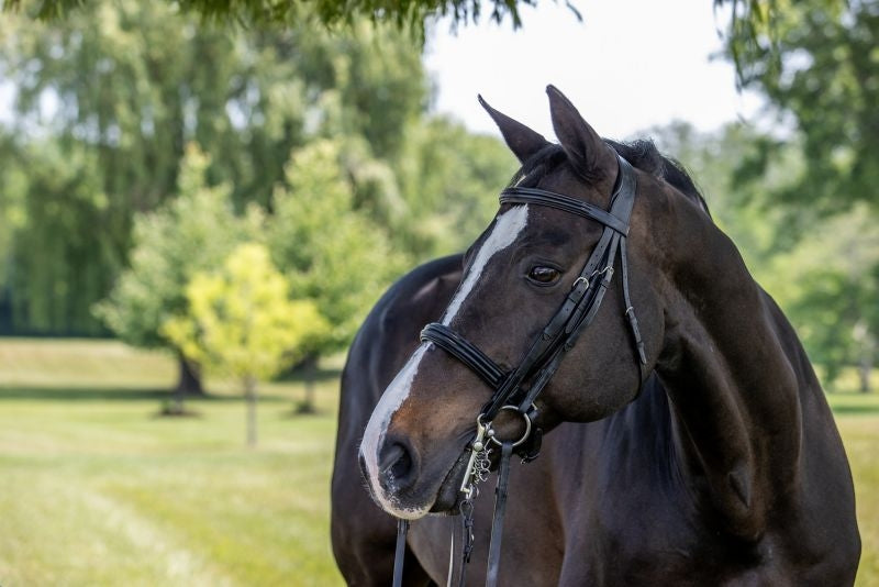 Vespucci Double Raised Weymouth Bridle