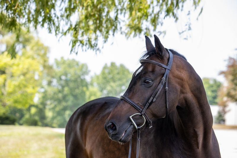 Vespucci Plain Raised Hunter Bridle